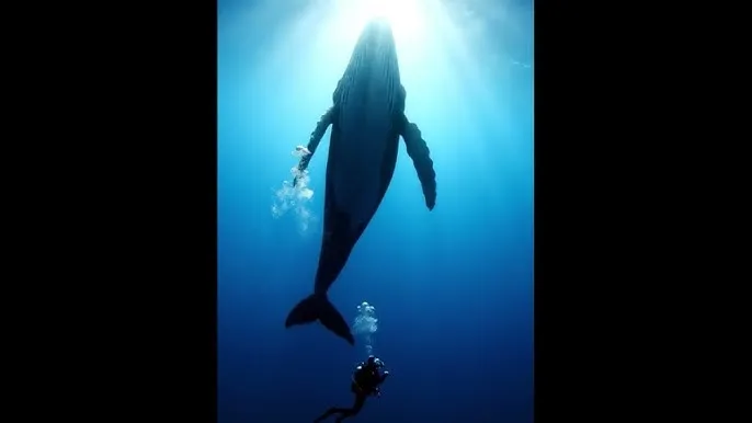 两个人www在线播放 - 深蓝星球：探索海洋深处的未知世界